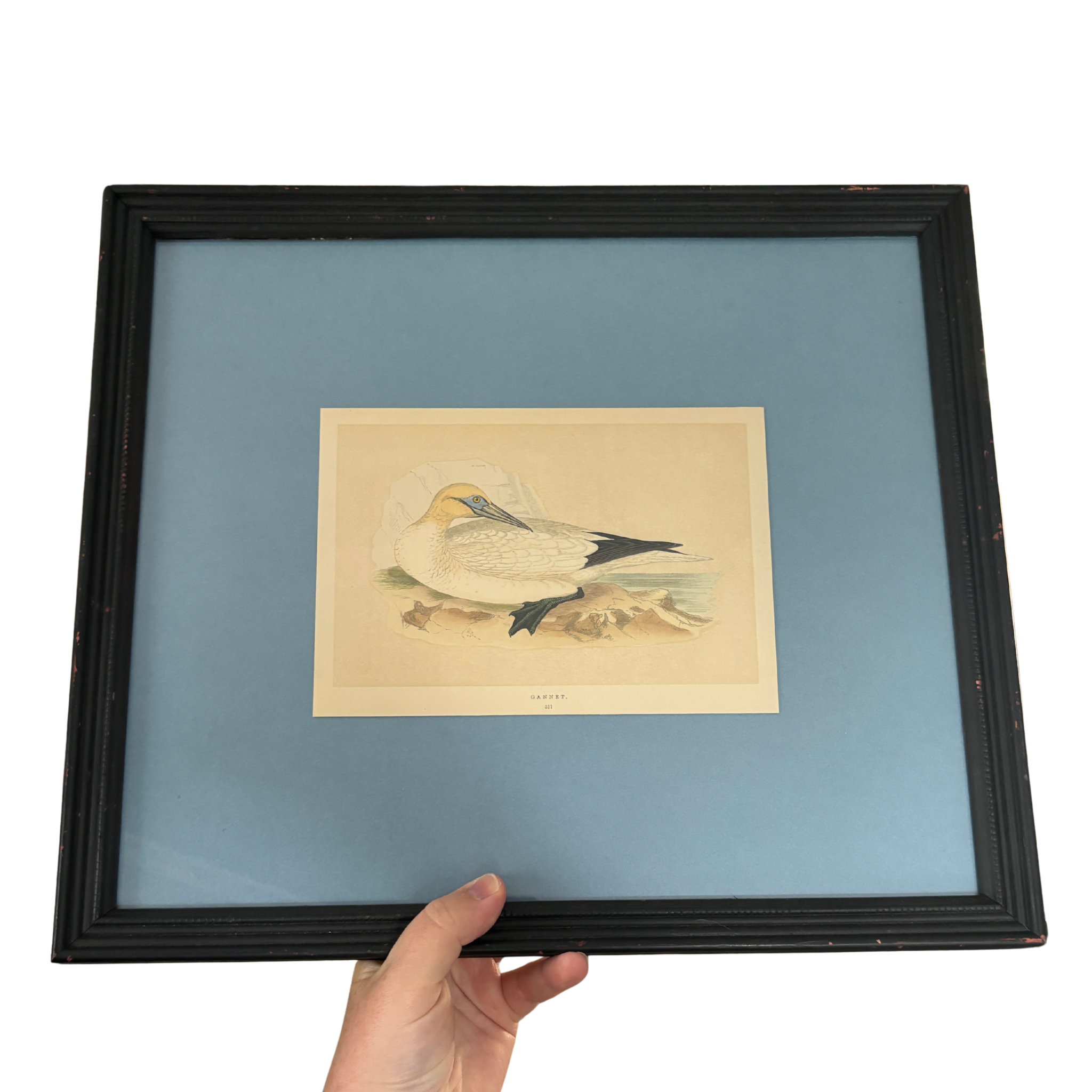 Professionally Framed Antique Hand-Colored Bookplate of a Gannett