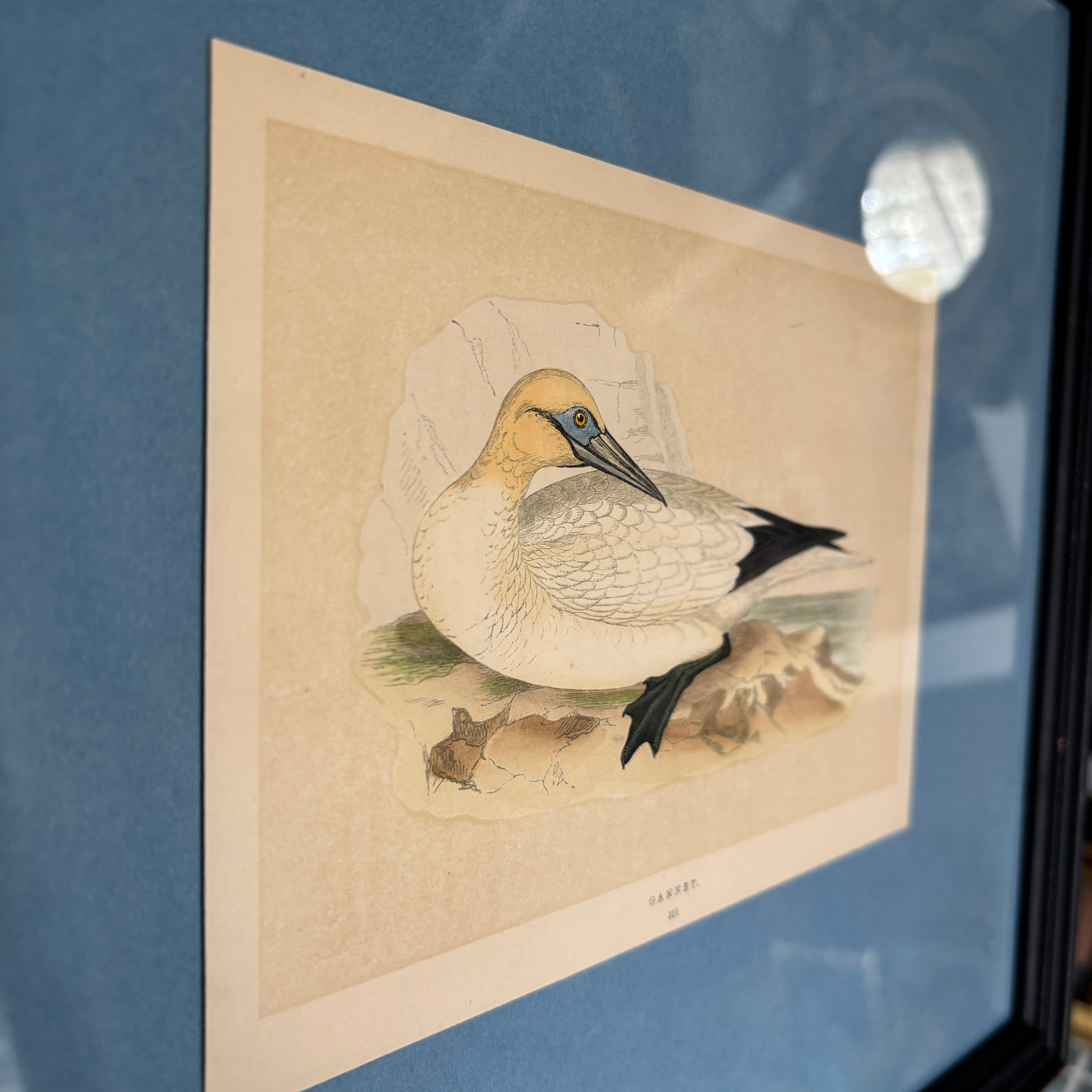 Professionally Framed Antique Hand-Colored Bookplate of a Gannett