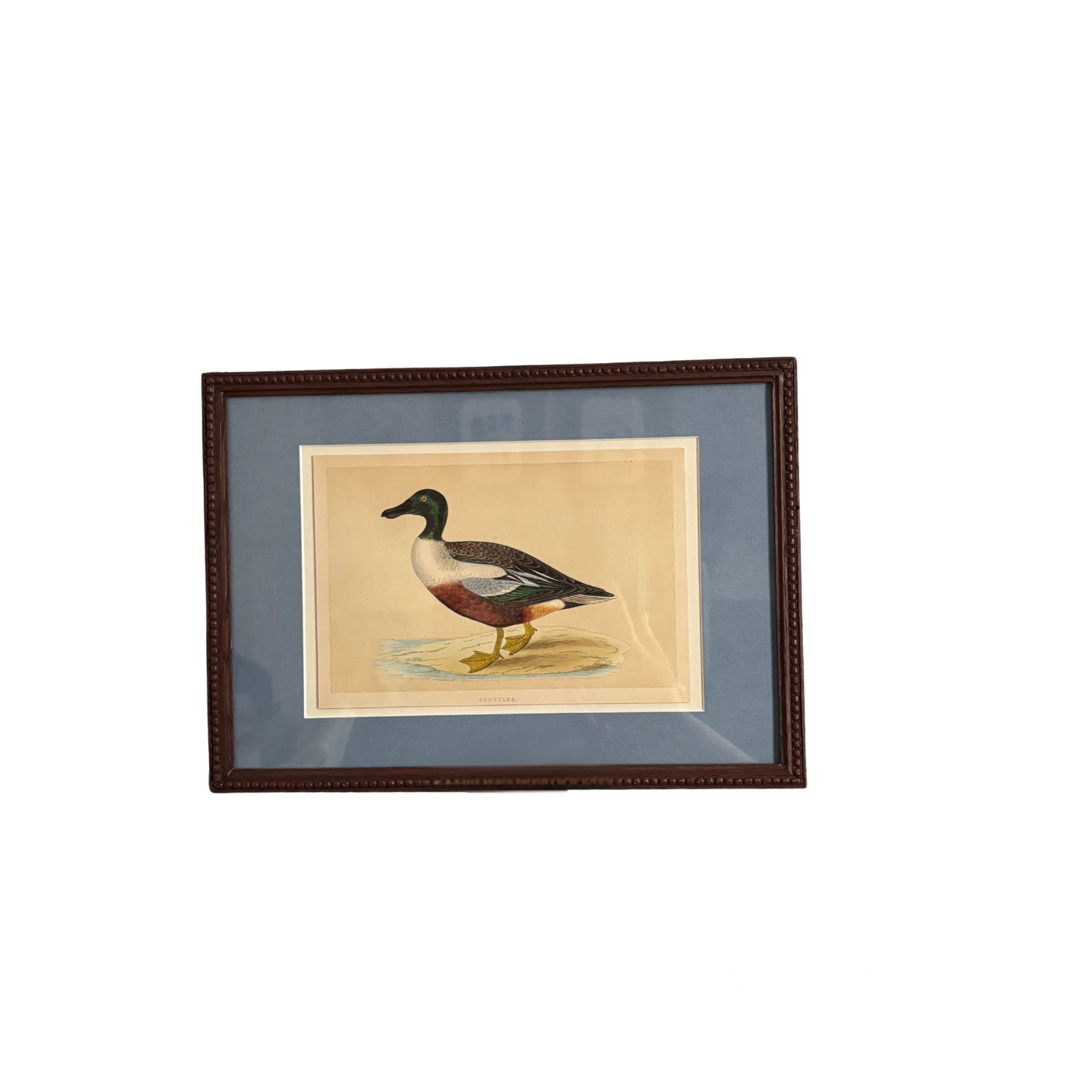 Framed 19th Century Hand-Colored Shoveler Bird