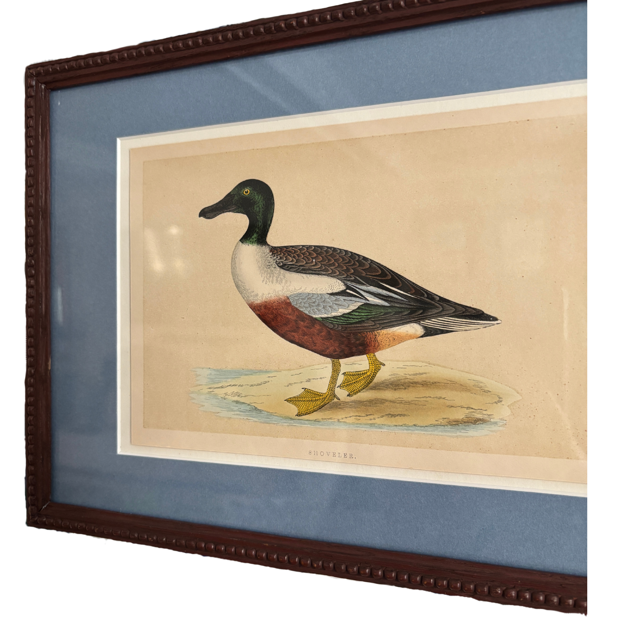 Framed 19th Century Hand-Colored Shoveler Bird