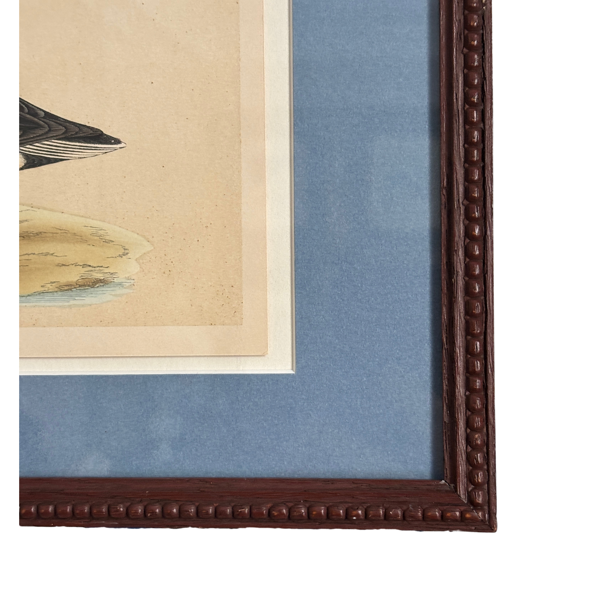 Framed 19th Century Hand-Colored Shoveler Bird