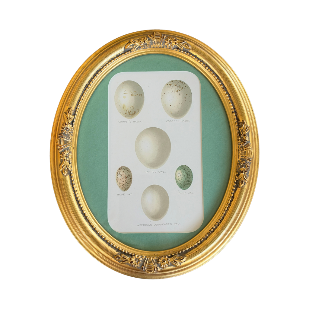 Antique Bird Egg Chromolithograph in Vintage Gilt Oval Frame