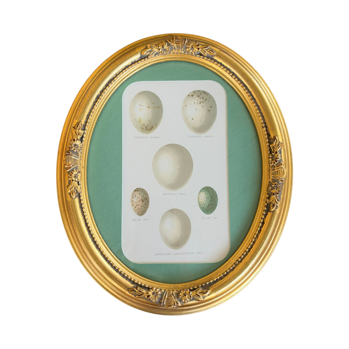 Antique Bird Egg Chromolithograph in Vintage Gilt Oval Frame