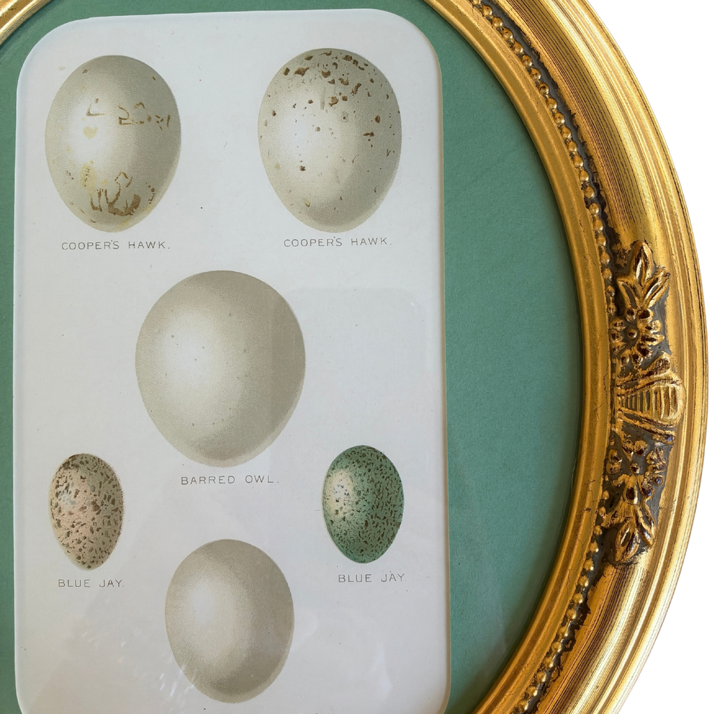 Antique Bird Egg Chromolithograph in Vintage Gilt Oval Frame