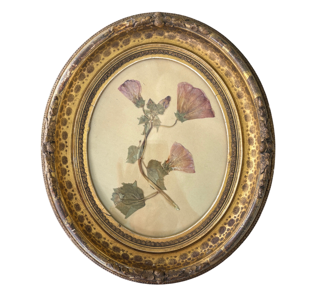 Swedish Herbarium in Antique Gilt Frame