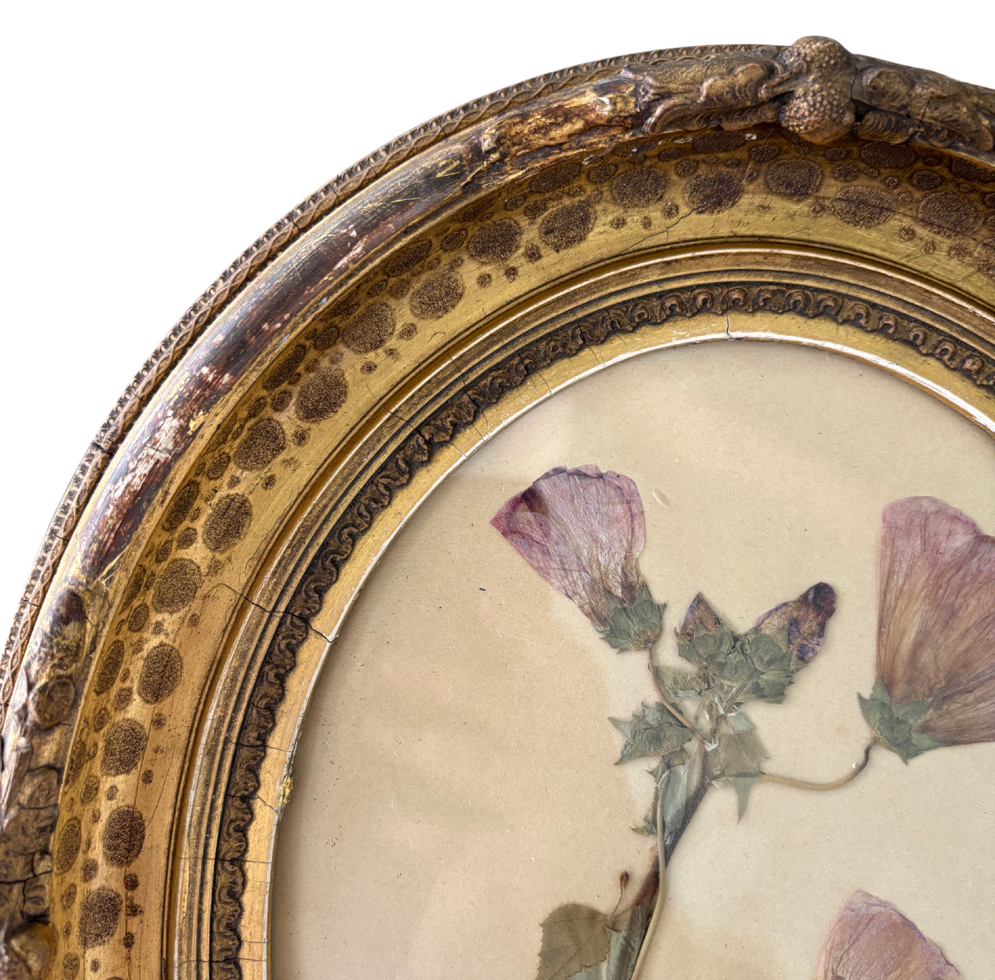Swedish Herbarium in Antique Gilt Frame