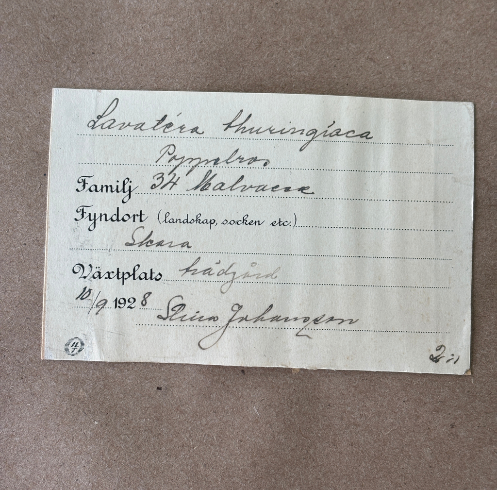 Swedish Herbarium in Antique Gilt Frame