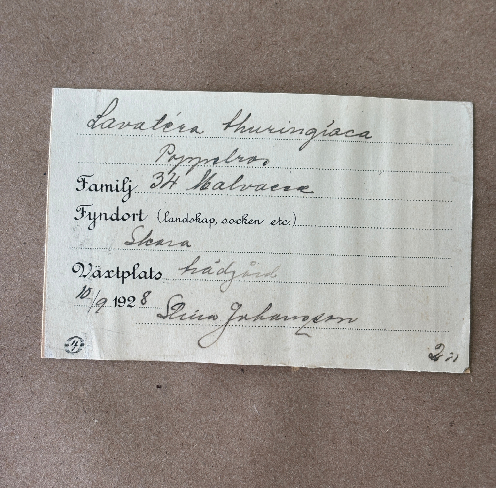 Swedish Herbarium in Antique Gilt Frame