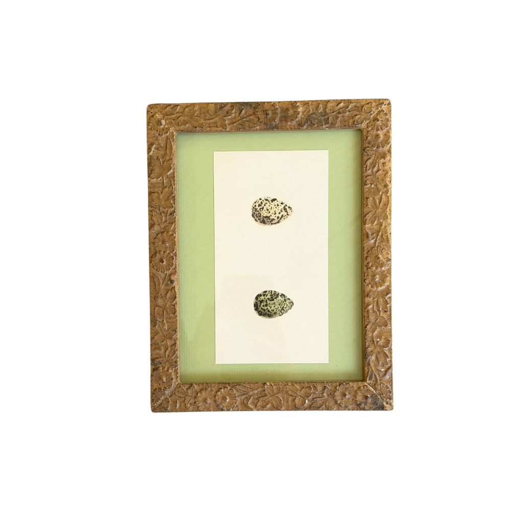 Antique Framed Engraving of Eggs of British Birds