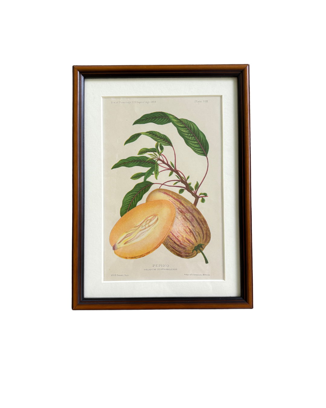 Antique Framed Chromolithograph of a Pepino