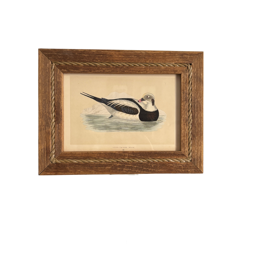 Framed 19th Century Hand Colored Long-Tailed Duck