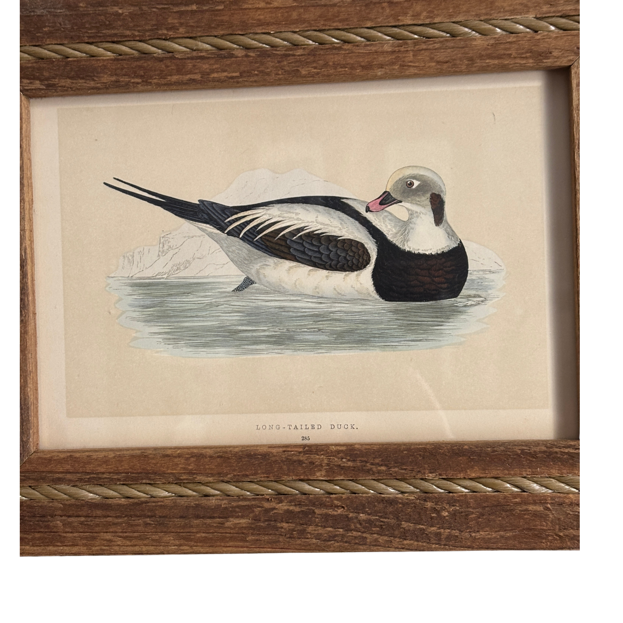 Framed 19th Century Hand Colored Long-Tailed Duck