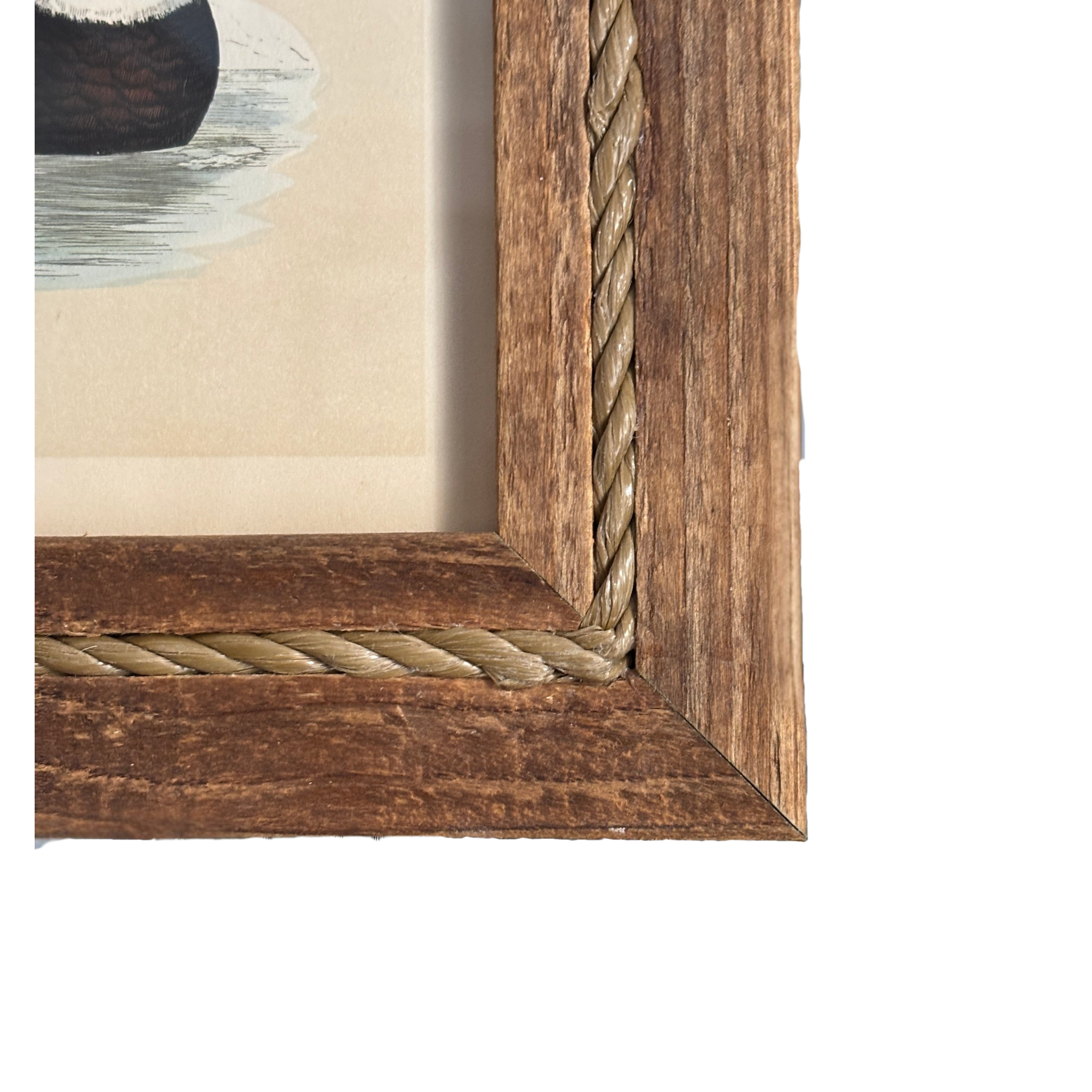 Framed 19th Century Hand Colored Long-Tailed Duck