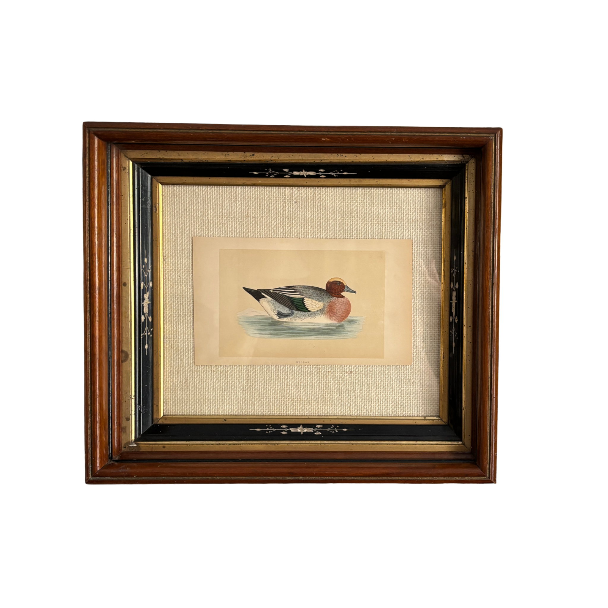 Professionally Framed 19th Century Hand Colored Wigeon