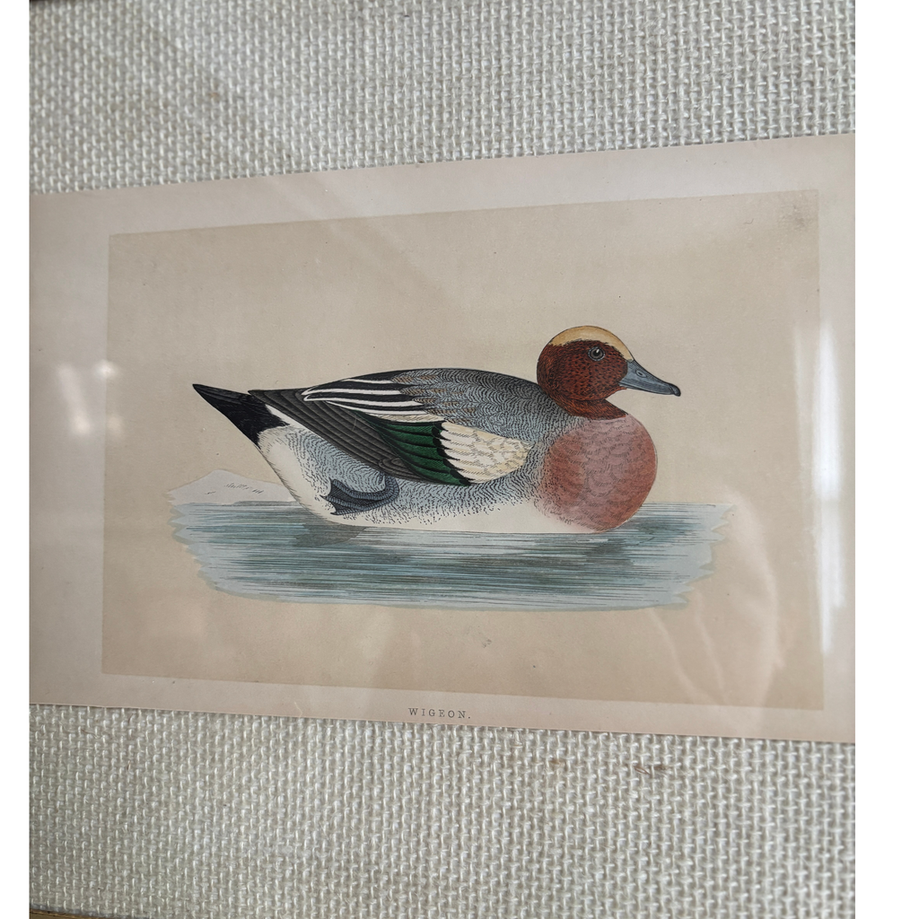 Professionally Framed 19th Century Hand Colored Wigeon