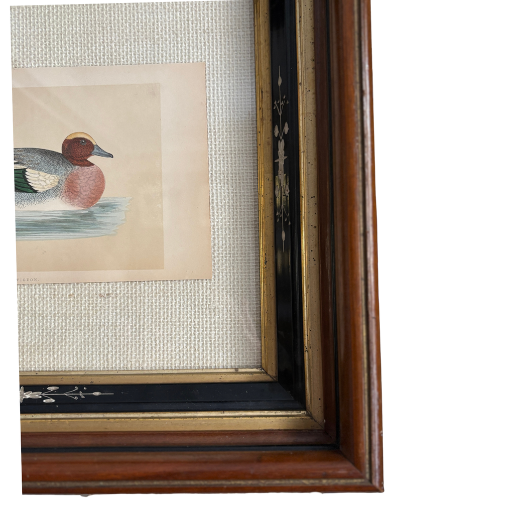 Professionally Framed 19th Century Hand Colored Wigeon