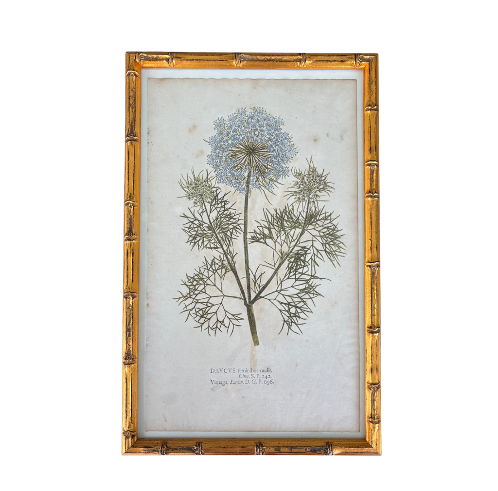 Antique Hand-Colored Copper Engraving of a Botanical Specimen