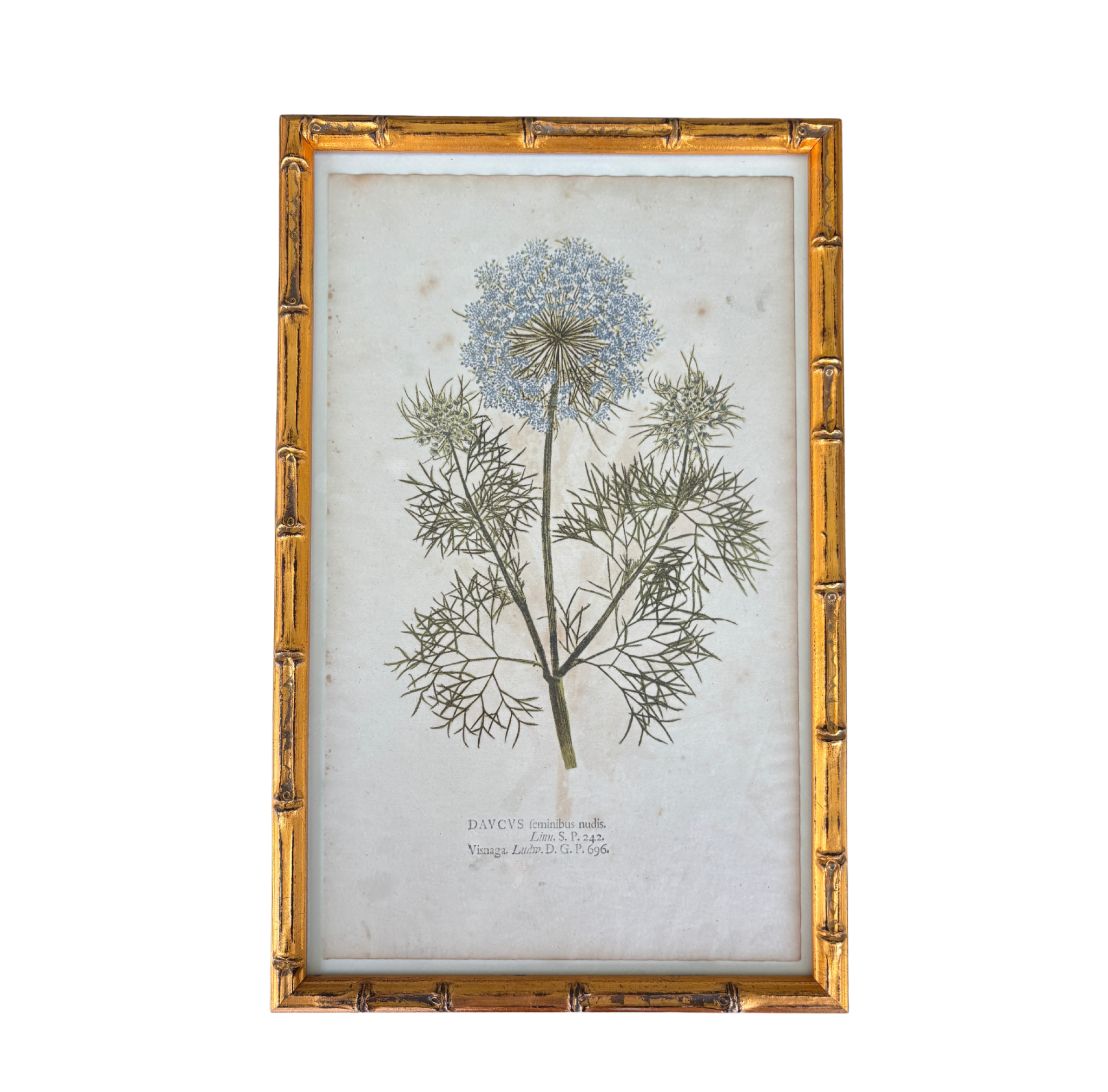 Antique Hand-Colored Copper Engraving of a Botanical Specimen