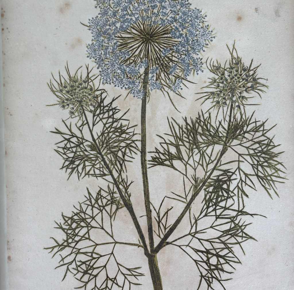 Antique Hand-Colored Copper Engraving of a Botanical Specimen
