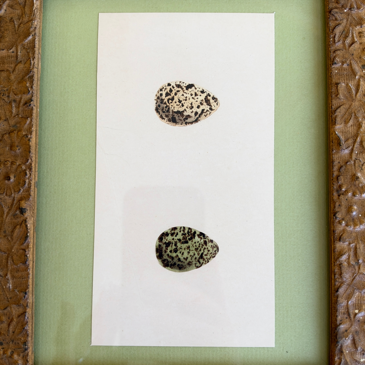 Antique Framed Engraving of Eggs of British Birds