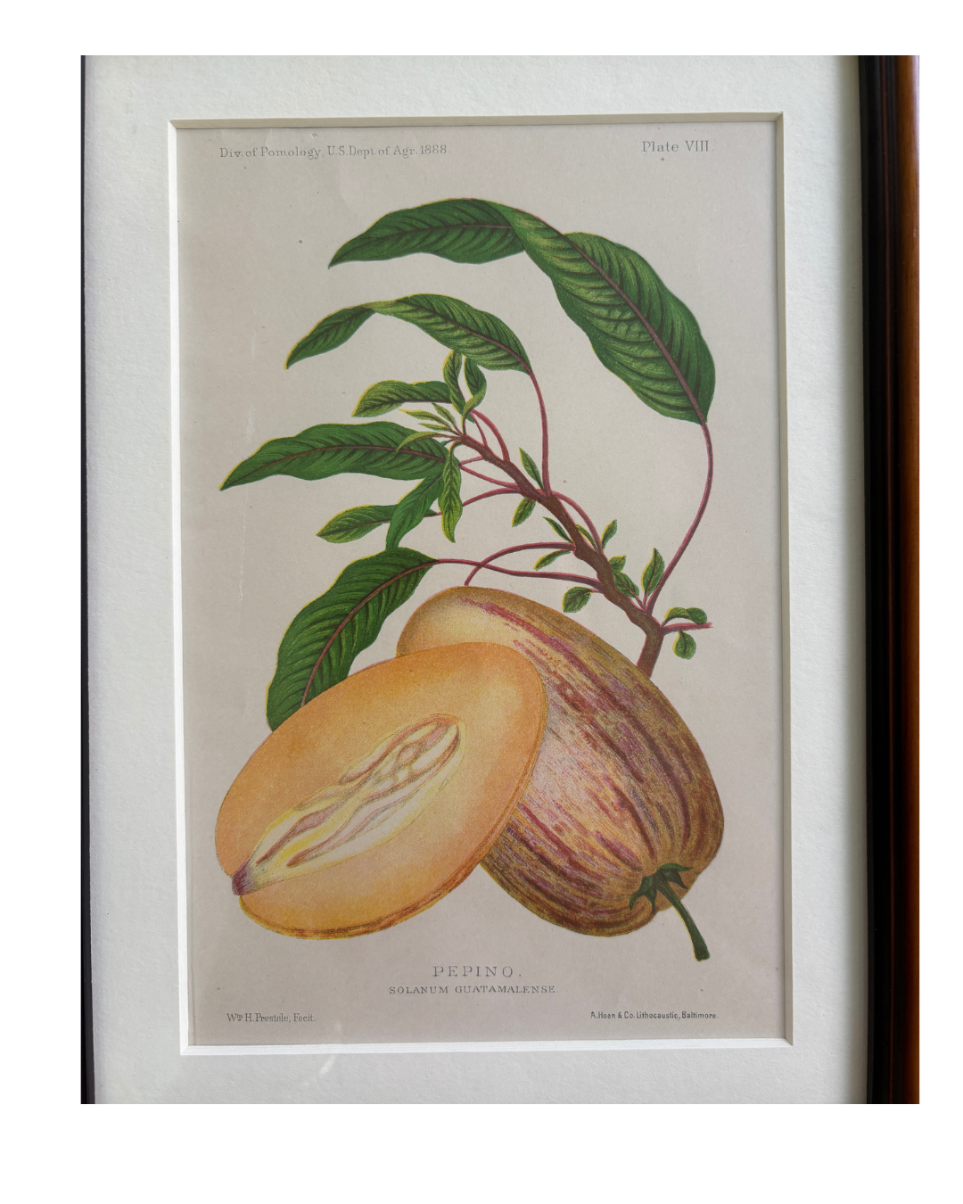 Antique Framed Chromolithograph of a Pepino