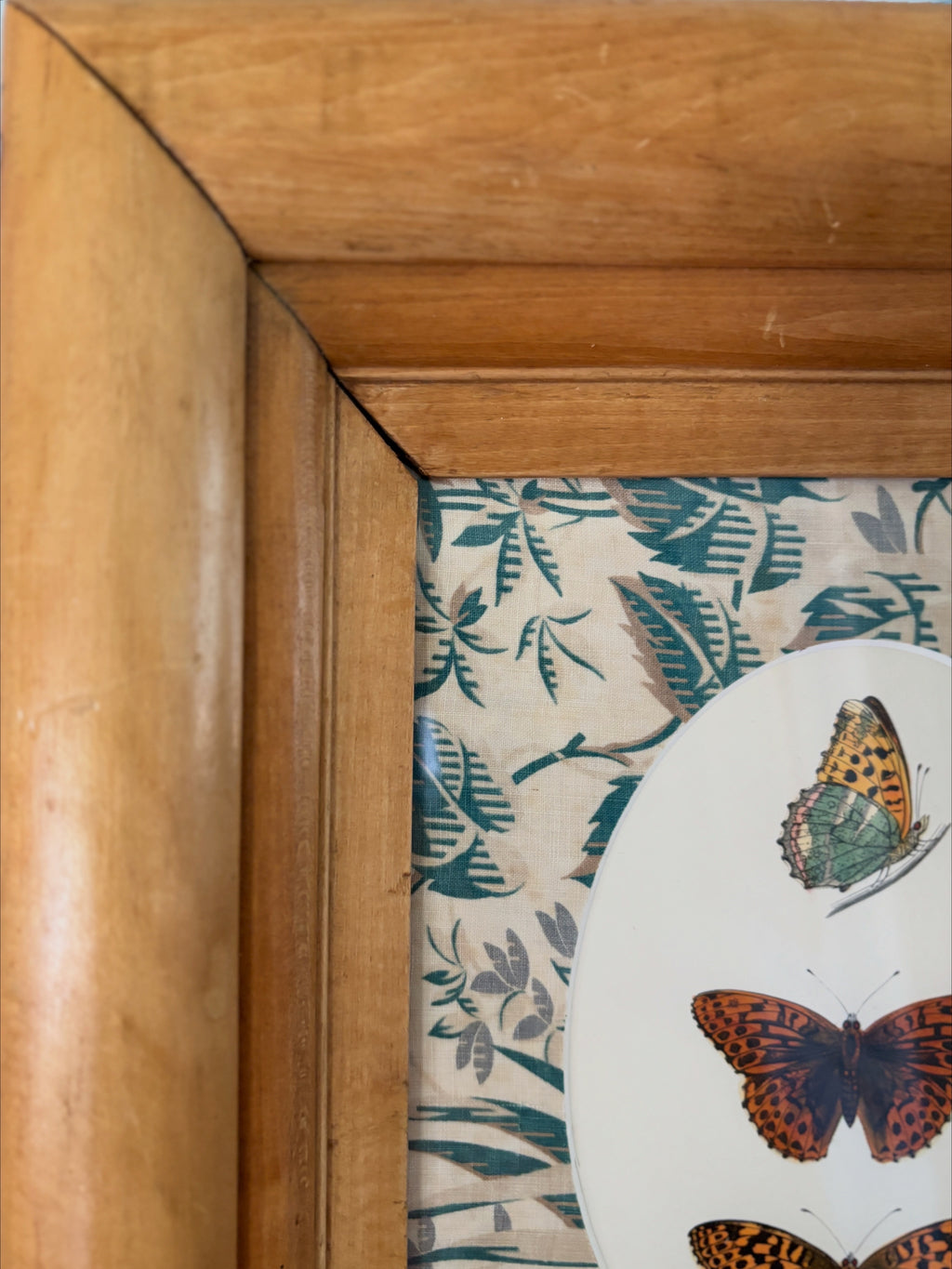 Professionally Framed Antique Butterfly Engraving