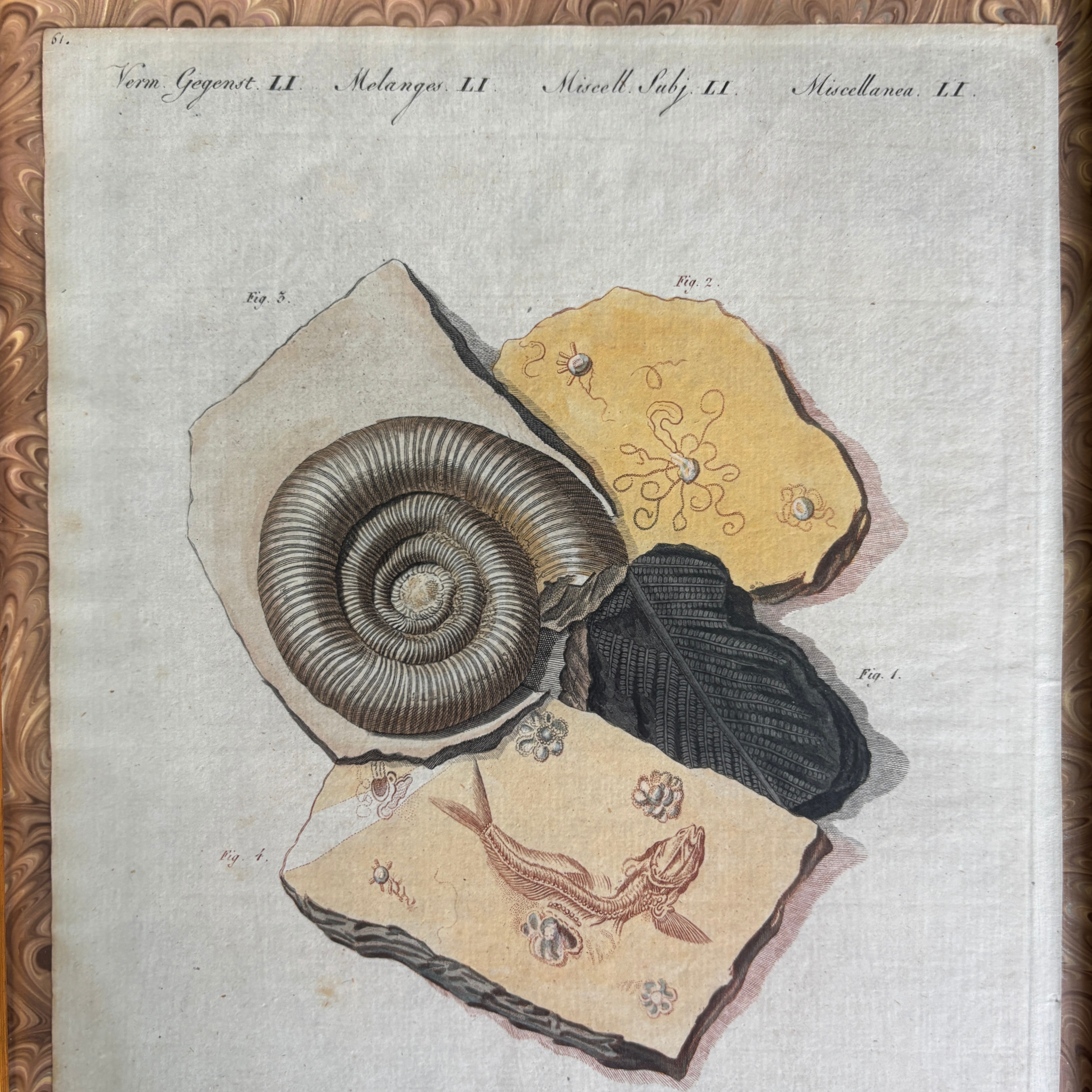 18th-Century German Fossil Engraving