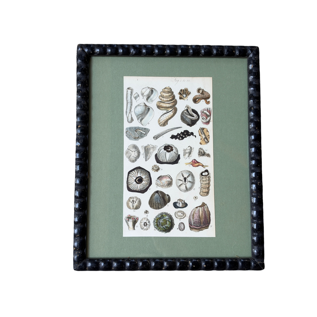 Antique Framed Sowerby Marine Life Engraving