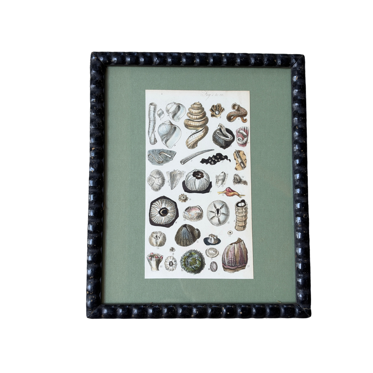Antique Framed Sowerby Marine Life Engraving