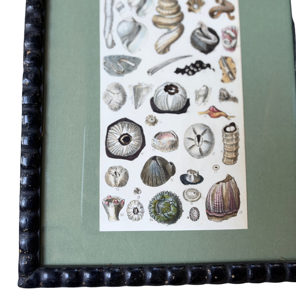 Antique Framed Sowerby Marine Life Engraving