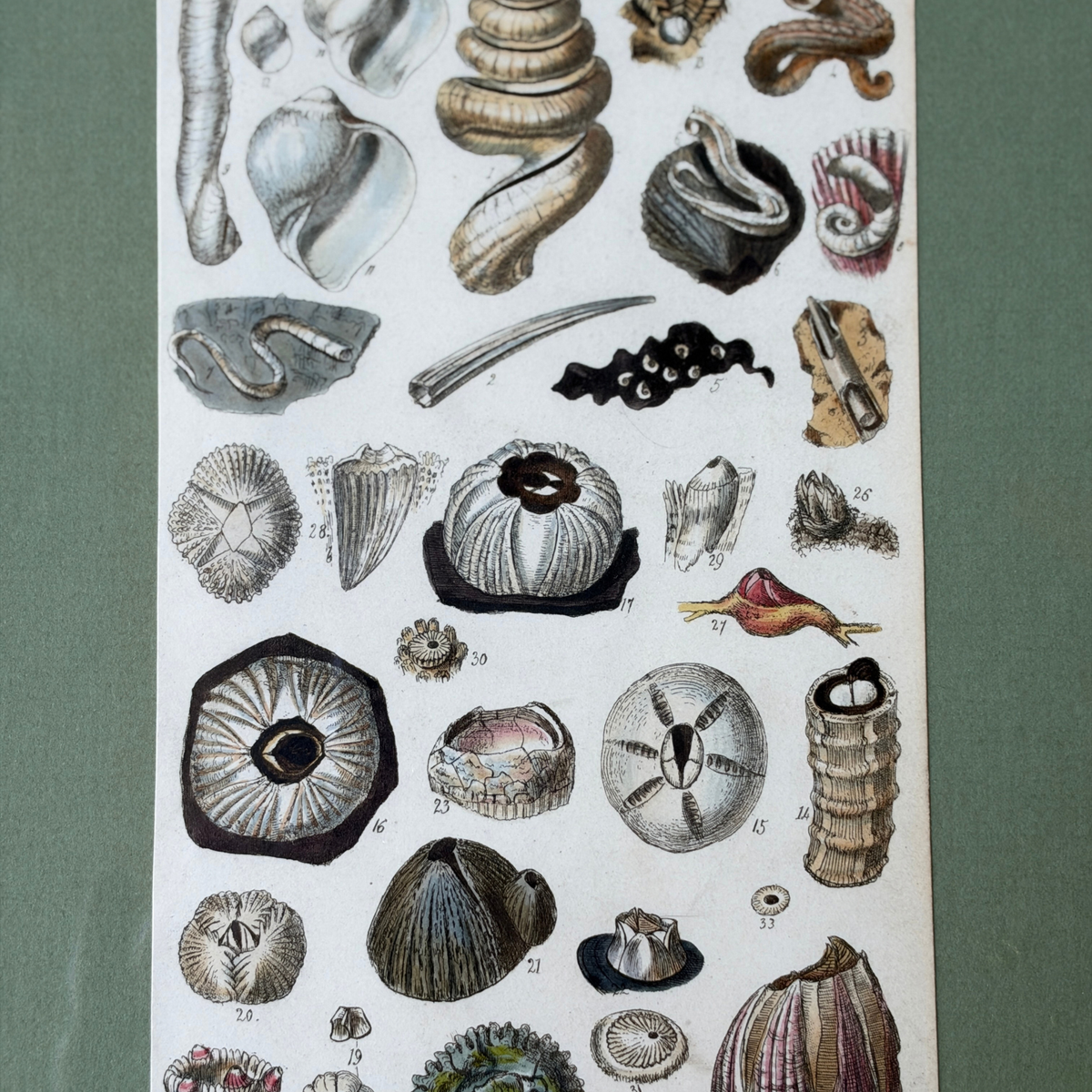 Antique Framed Sowerby Marine Life Engraving