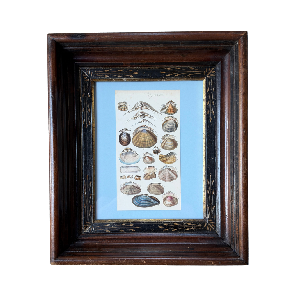 Antique 19th-Century Sowerby Seashell Engraving in Eastlake Frame