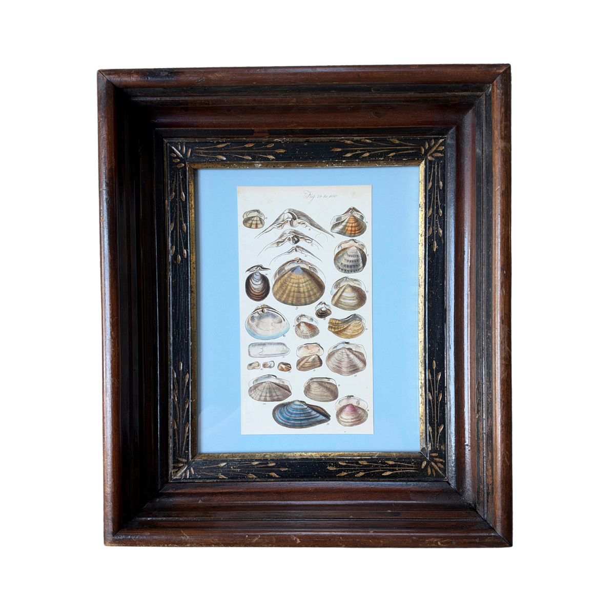 Antique 19th-Century Sowerby Seashell Engraving in Eastlake Frame