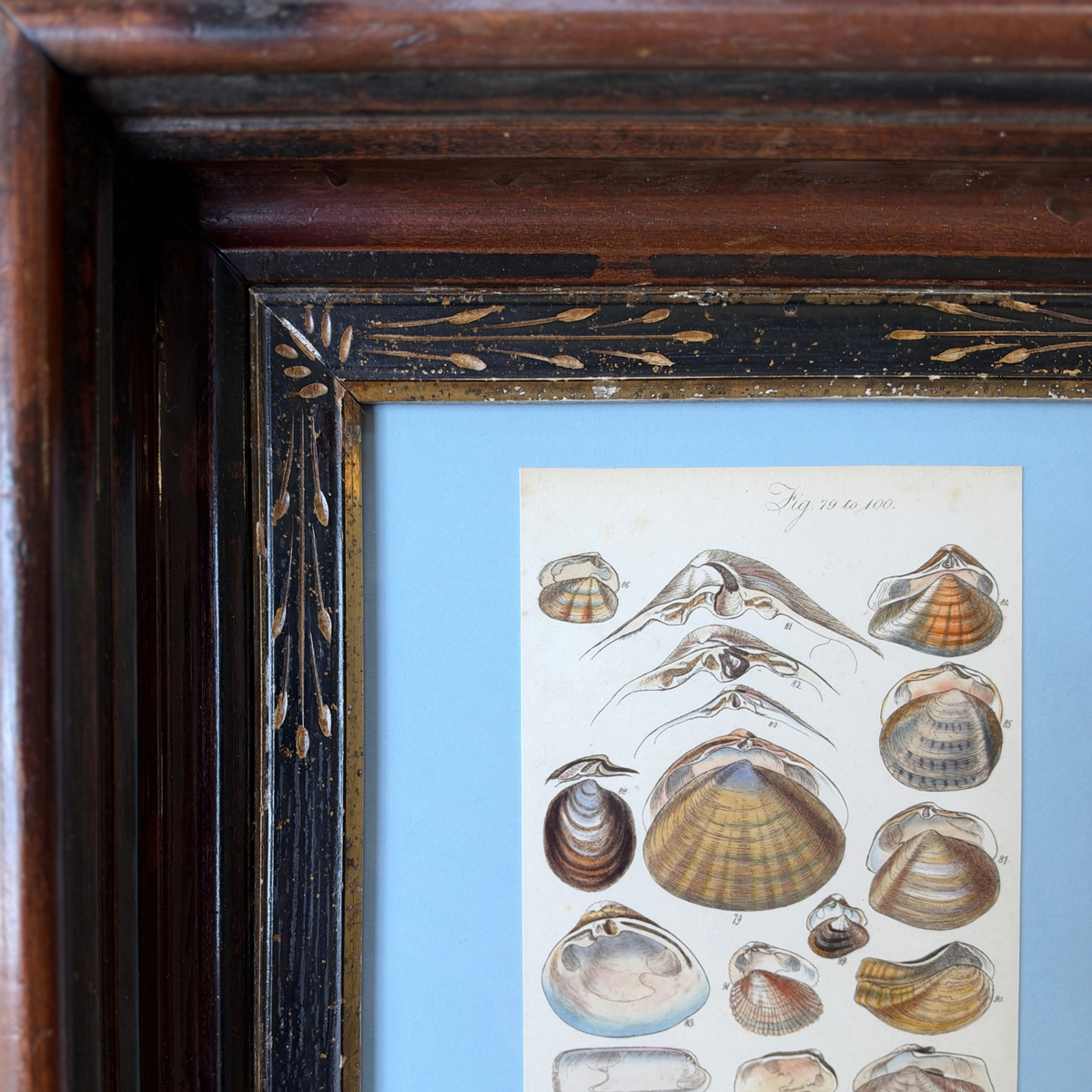Antique 19th-Century Sowerby Seashell Engraving in Eastlake Frame