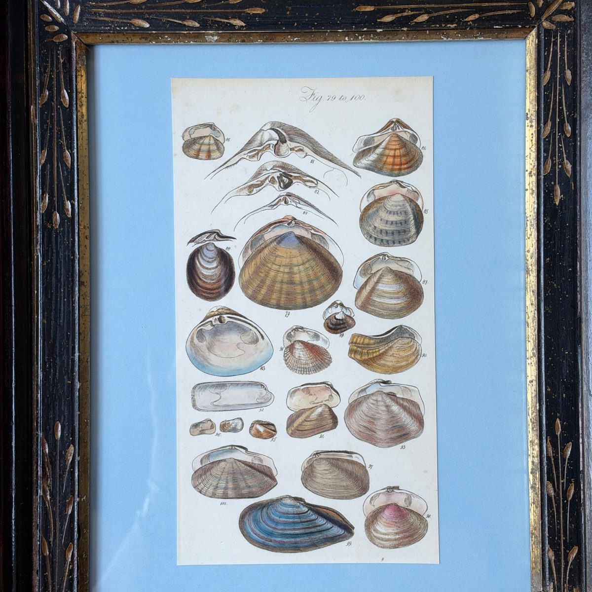 Antique 19th-Century Sowerby Seashell Engraving in Eastlake Frame