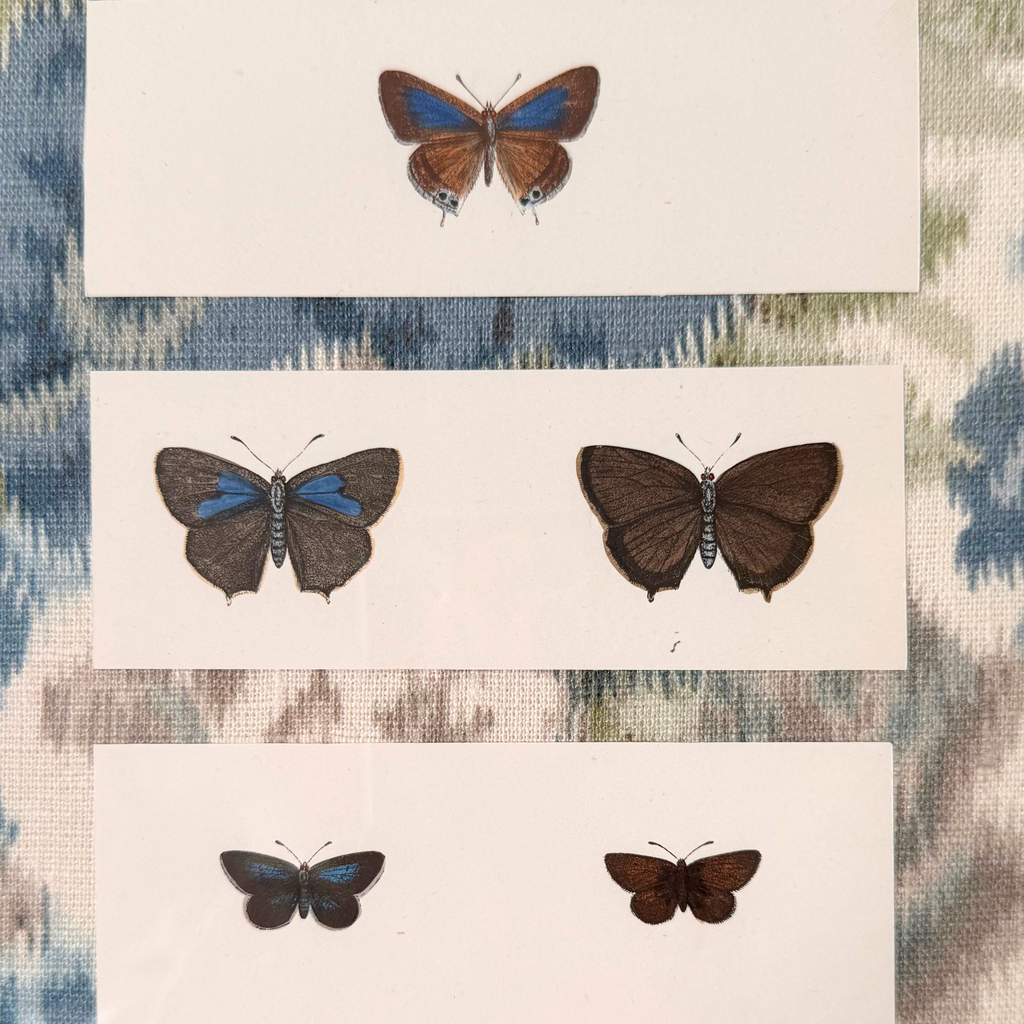 Framed Antique Butterfly Engraving, Fabric Mat, Vintage Frame