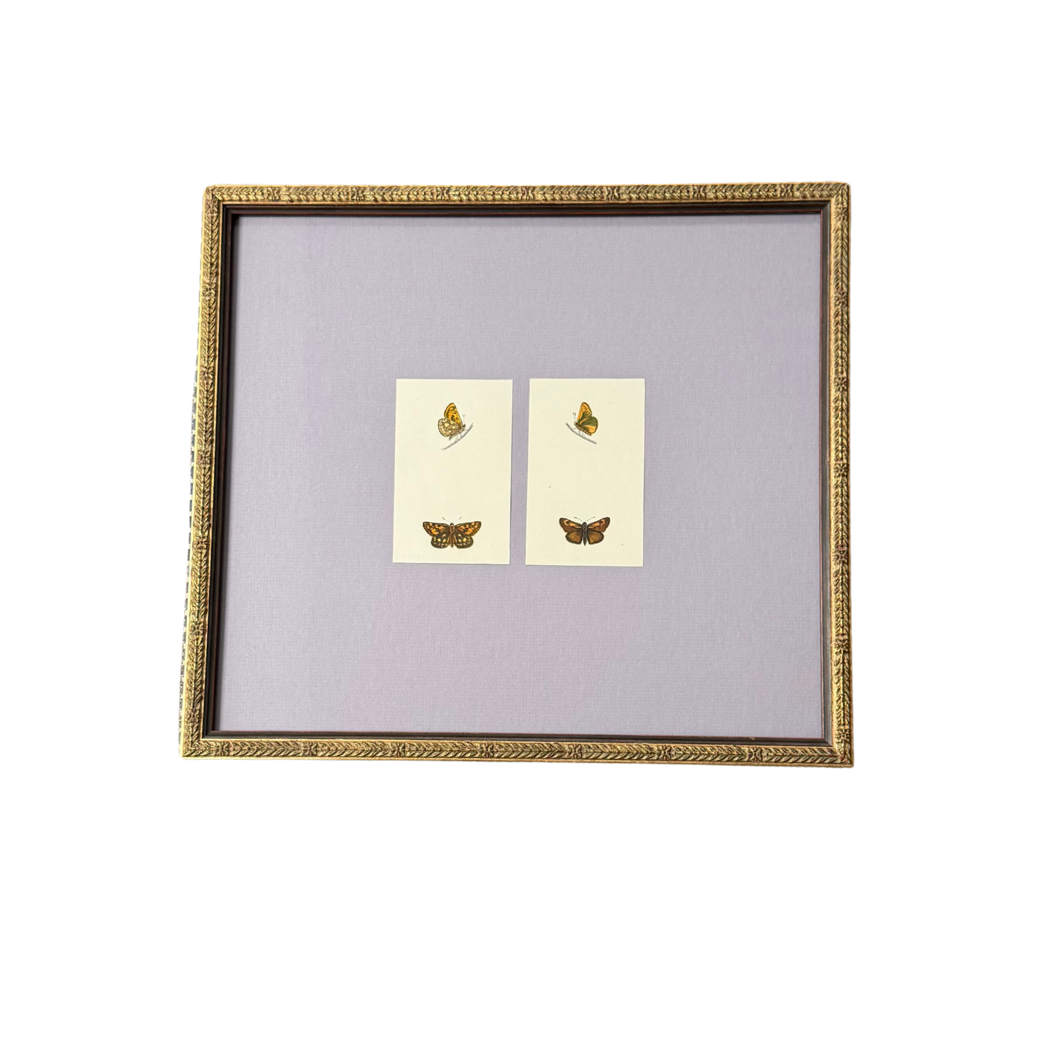 Professionally Framed Antique Butterfly Engravings on Light Purple Mat