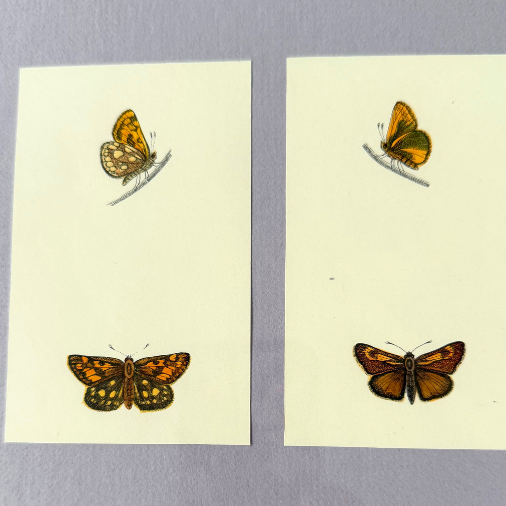 Professionally Framed Antique Butterfly Engravings on Light Purple Mat