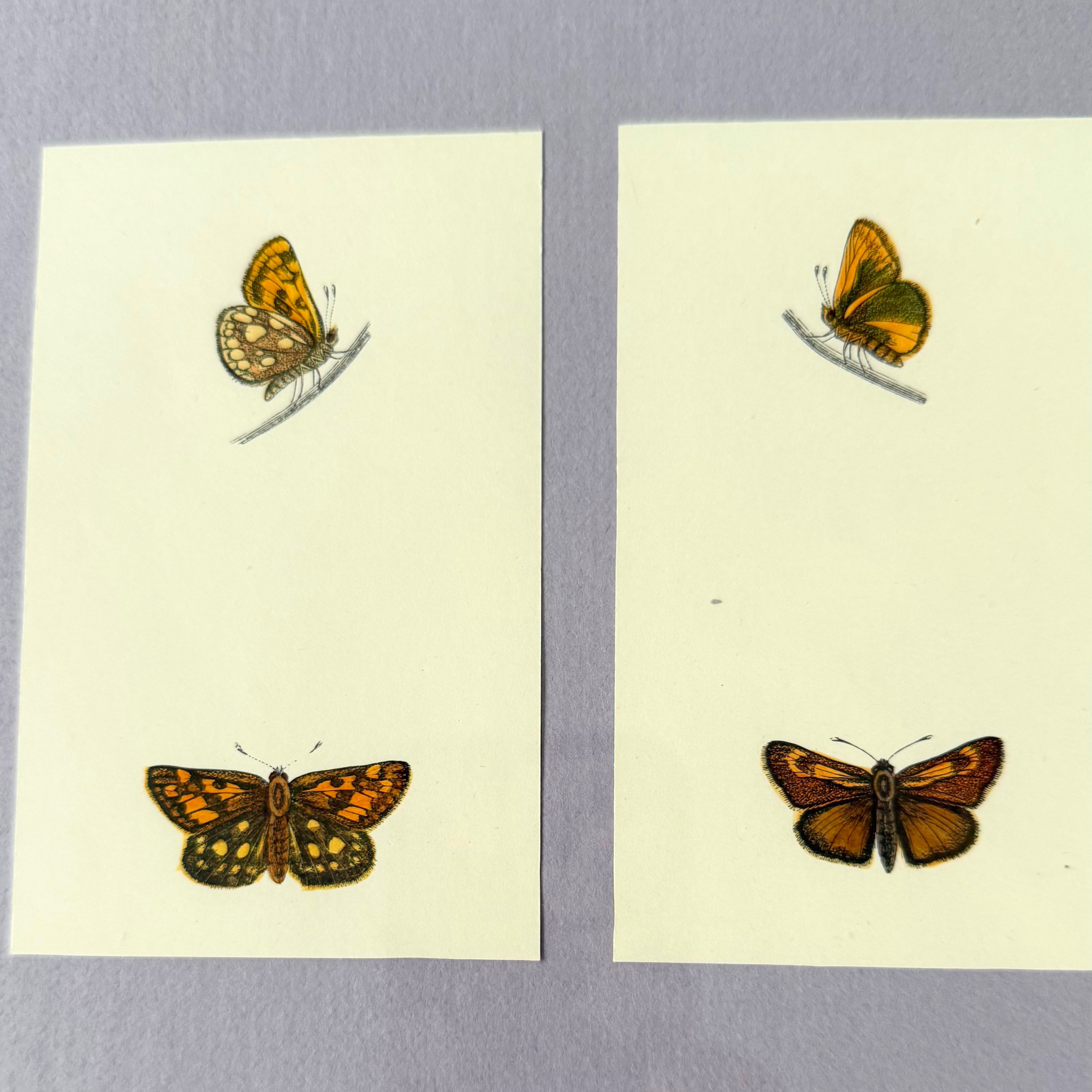 Professionally Framed Antique Butterfly Engravings on Light Purple Mat
