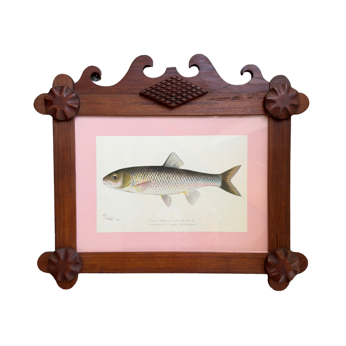 Antique Sherman F. Denton Fish Chromolithograph