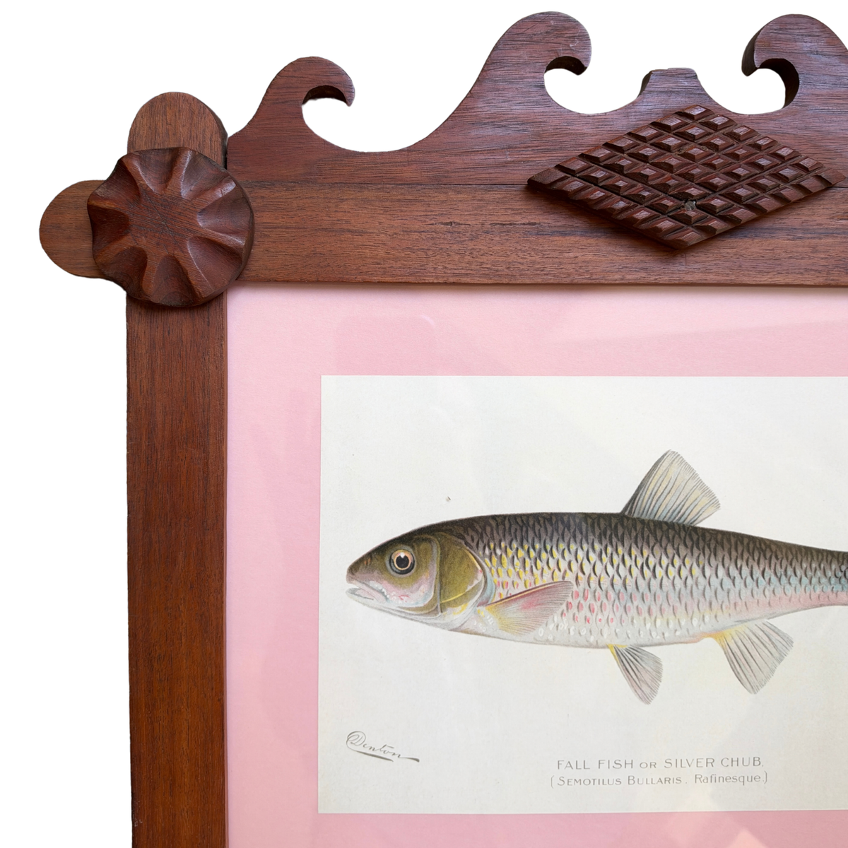Antique Sherman F. Denton Fish Chromolithograph