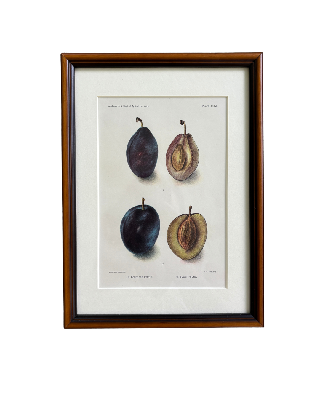 Antique Framed Chromolithograph of Splendor and Sugar Prunes
