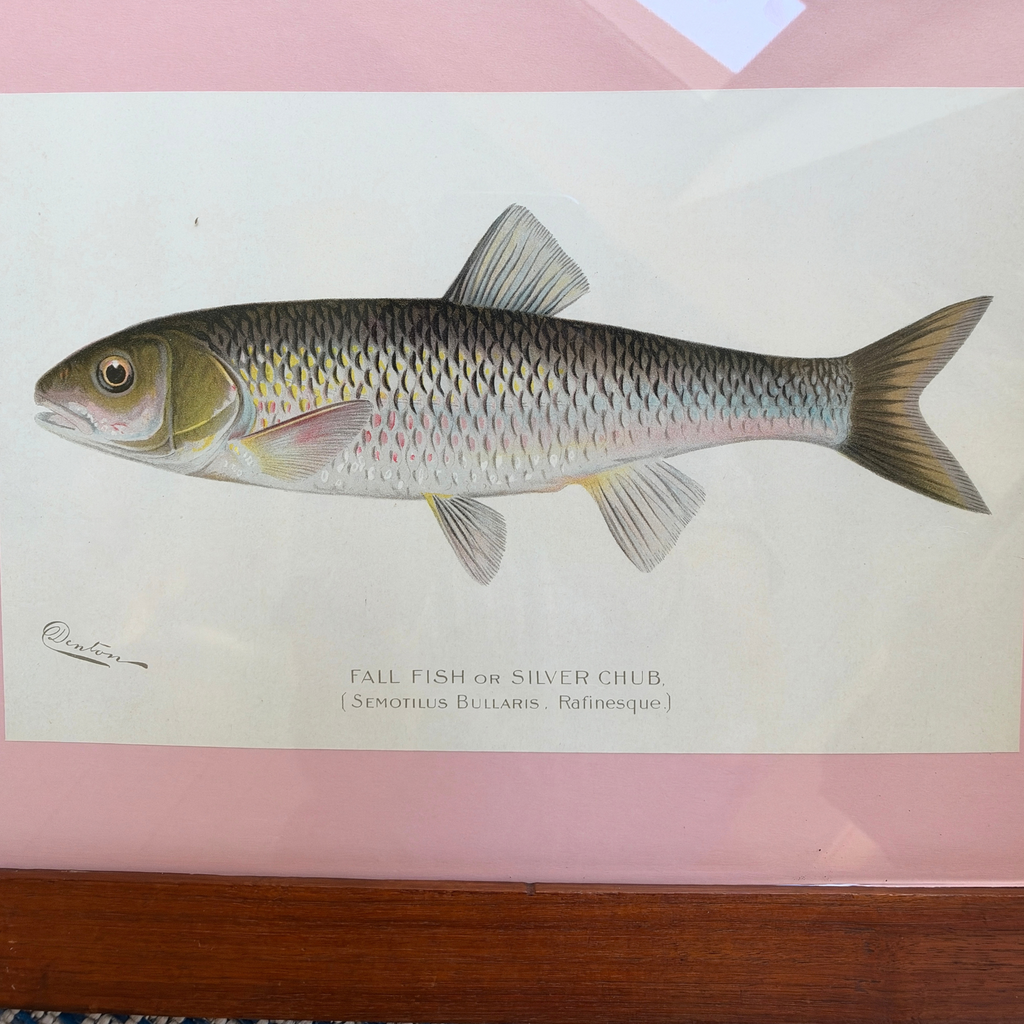 Antique Sherman F. Denton Fish Chromolithograph