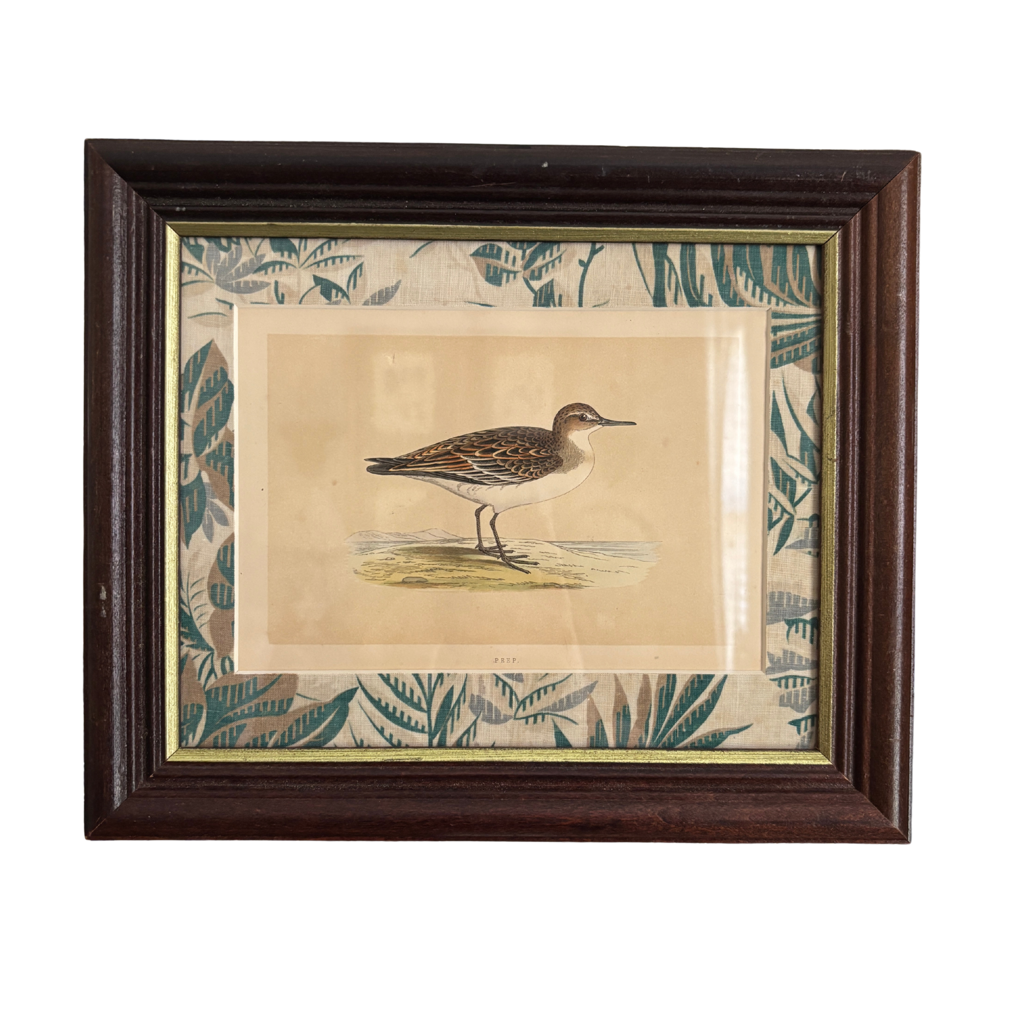 Framed 19th Century Hand-Colored Book Plate of a Peep Bird