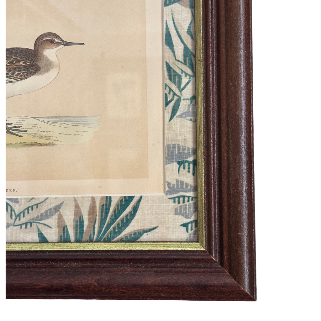 Framed 19th Century Hand-Colored Book Plate of a Peep Bird