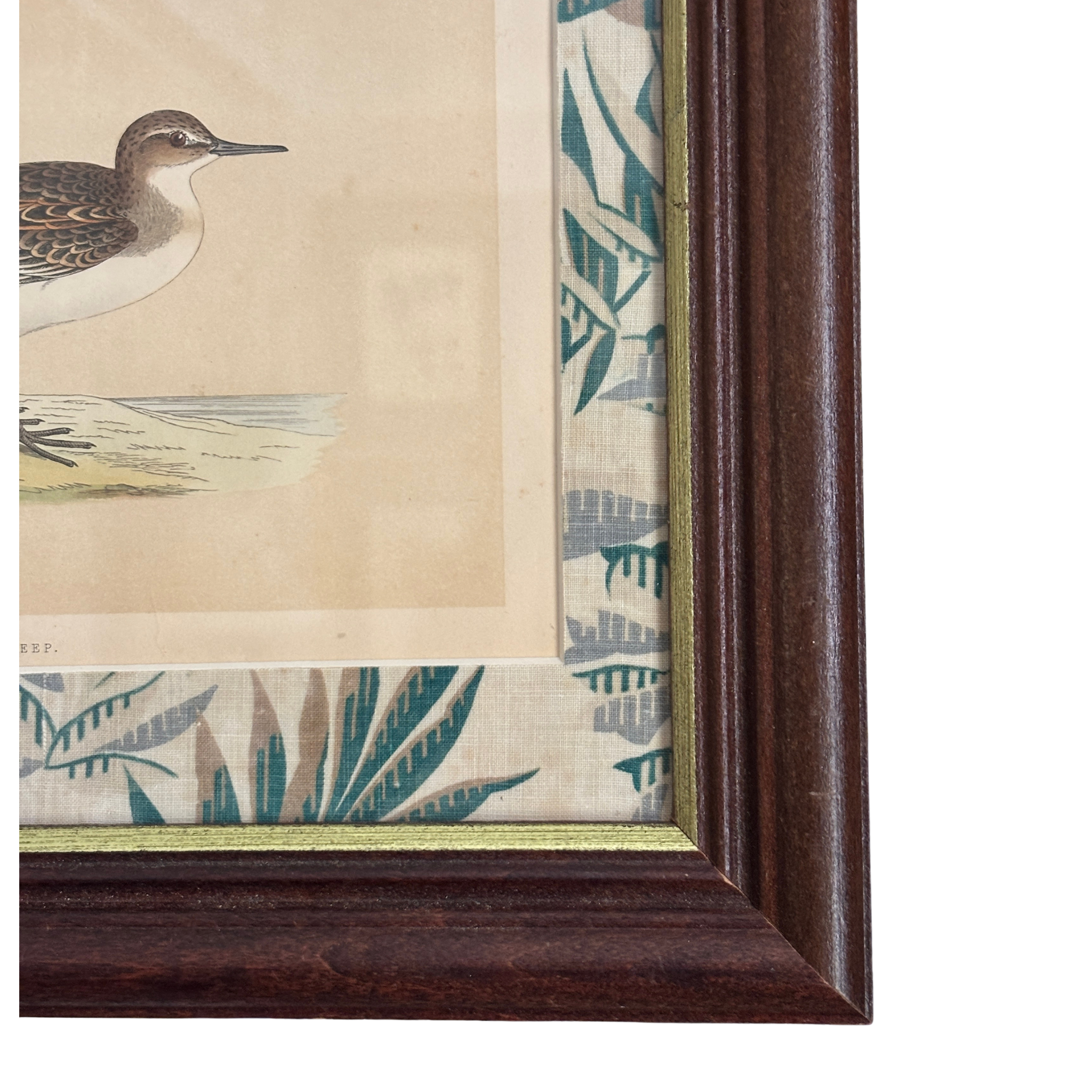 Framed 19th Century Hand-Colored Book Plate of a Peep Bird