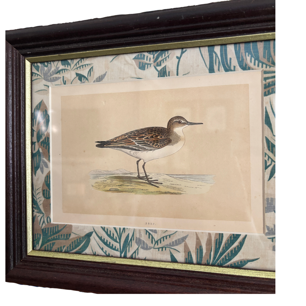 Framed 19th Century Hand-Colored Book Plate of a Peep Bird