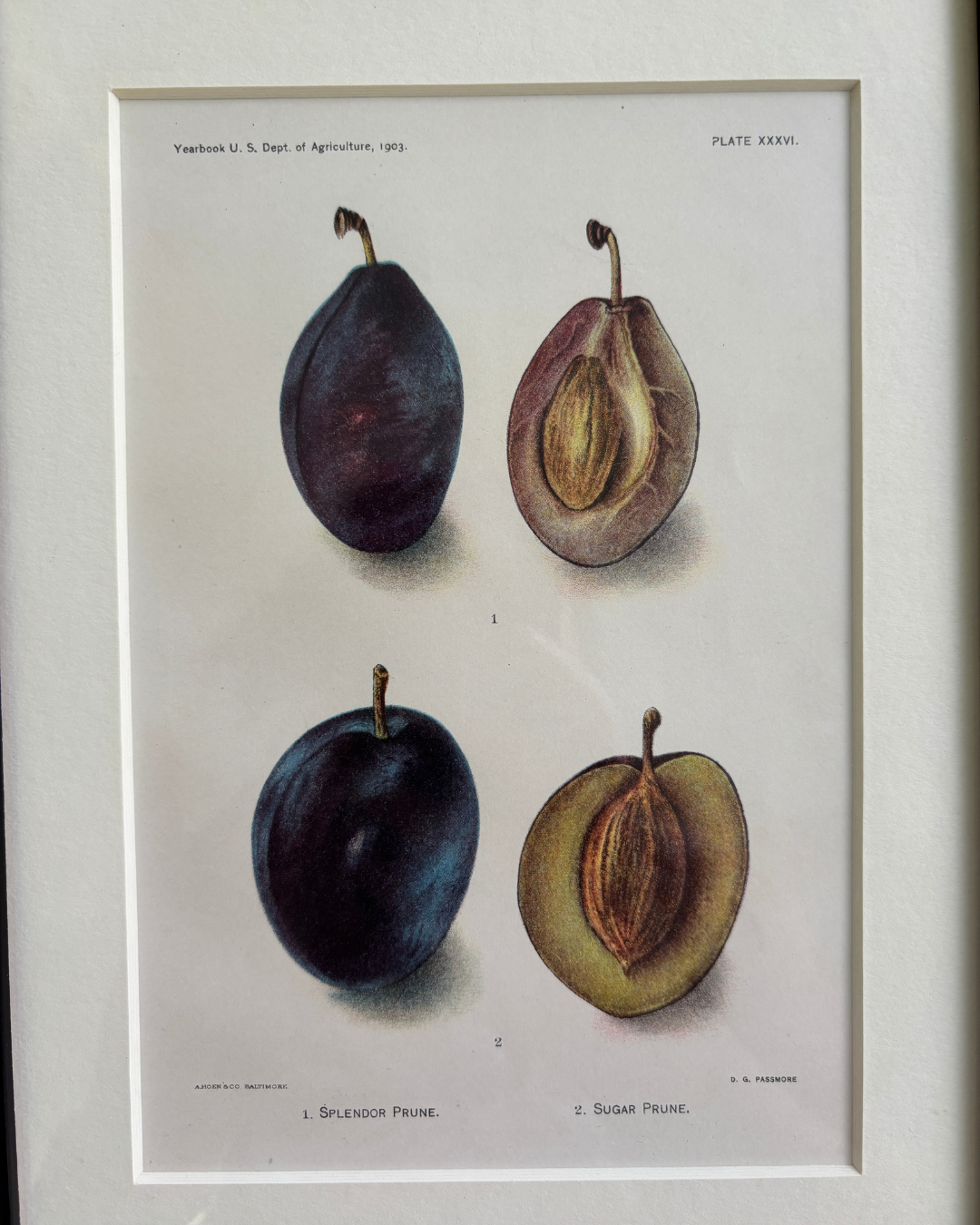 Antique Framed Chromolithograph of Splendor and Sugar Prunes