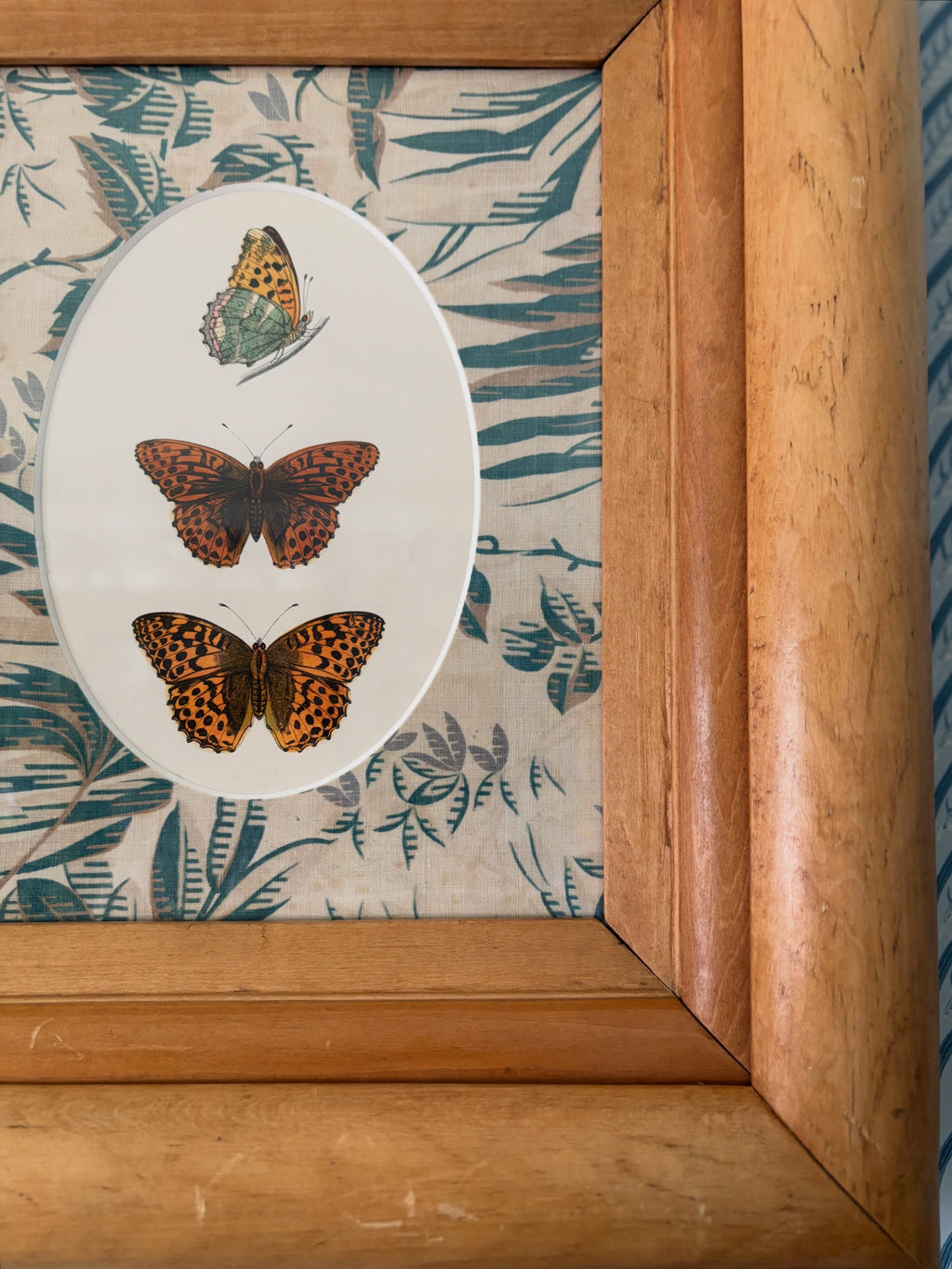 Professionally Framed Antique Butterfly Engraving
