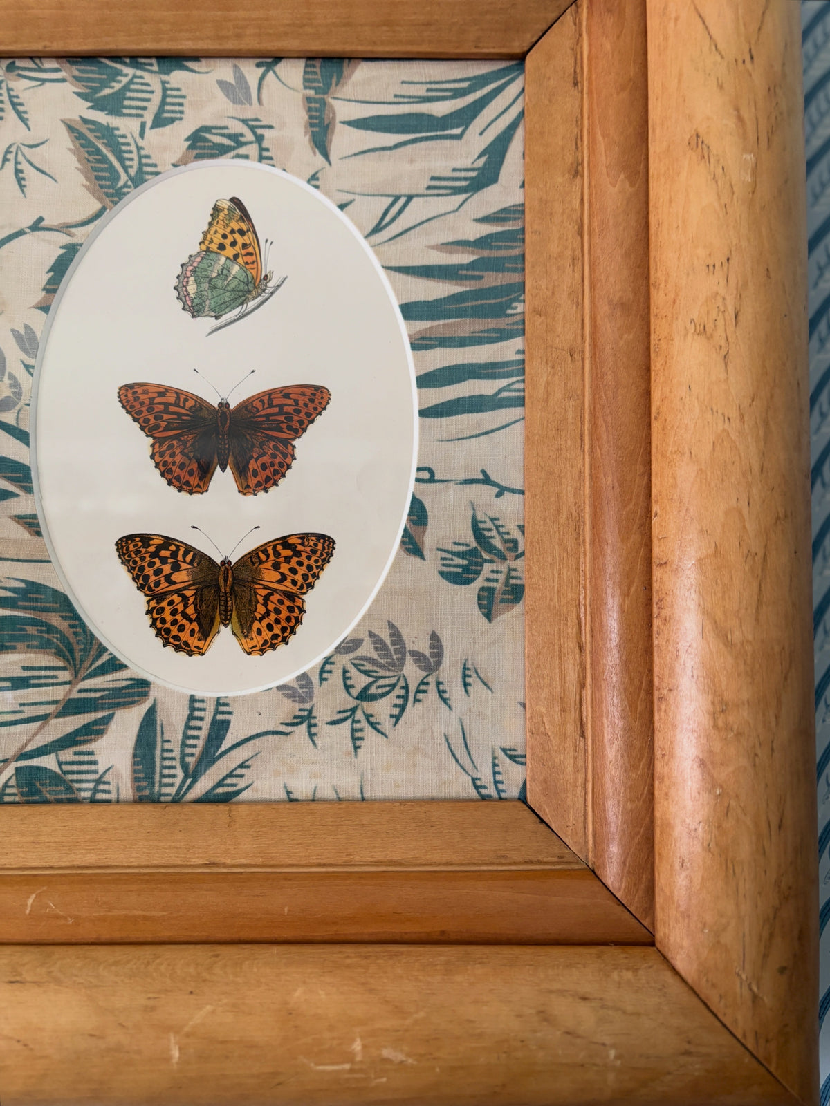 Professionally Framed Antique Butterfly Engraving